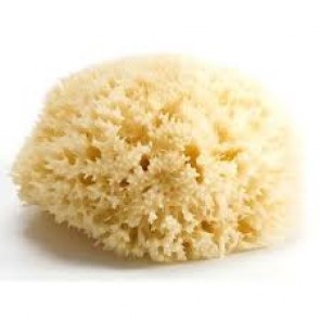 Bellini Sea Sponge Honeycomb - Medium